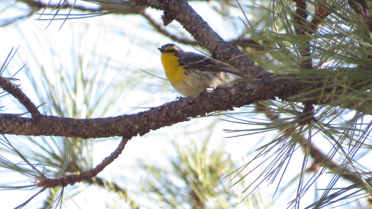 Grace's Warbler - ML620550852