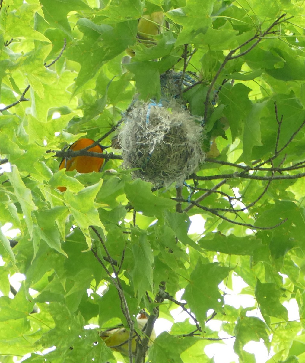 Baltimore Oriole - ML620550856