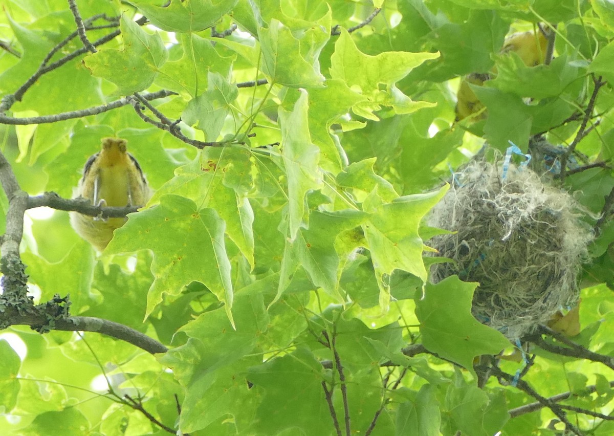 Baltimore Oriole - ML620550859