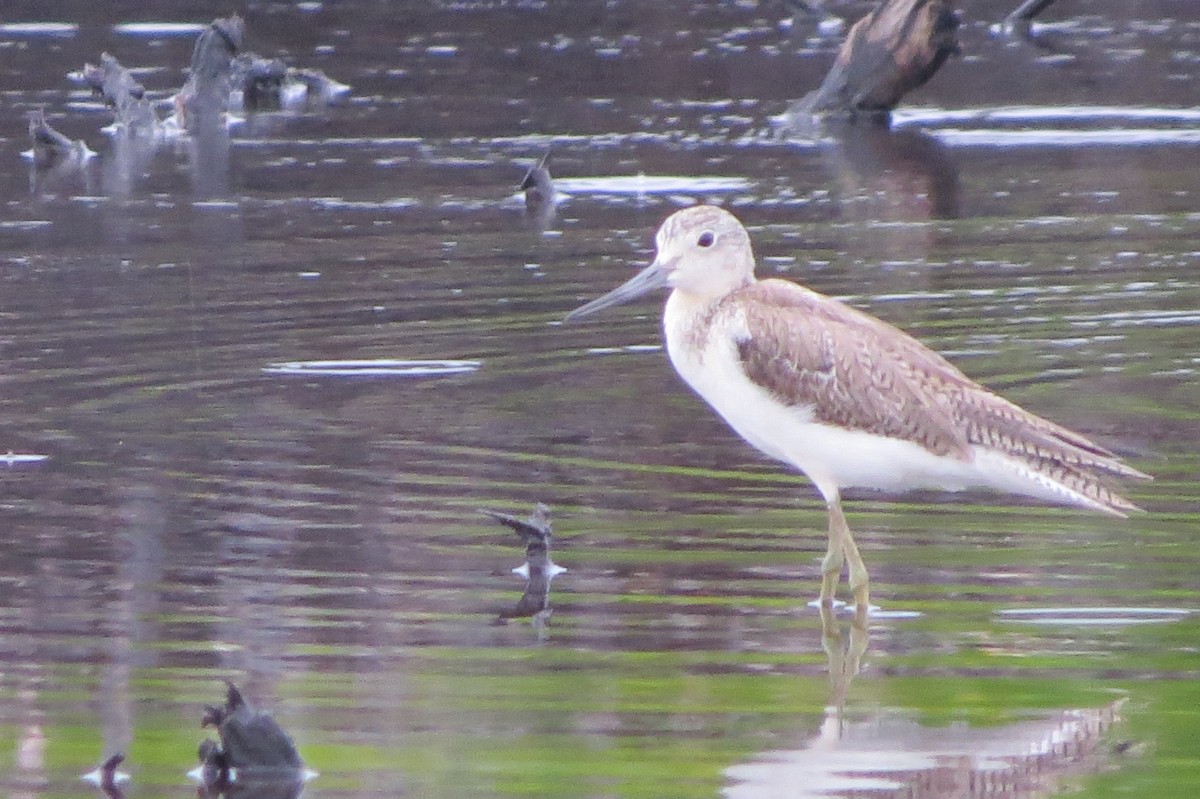 Common Greenshank - ML620550862