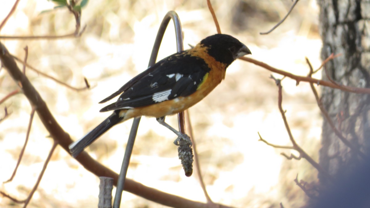 Cardinal à tête noire - ML620550863