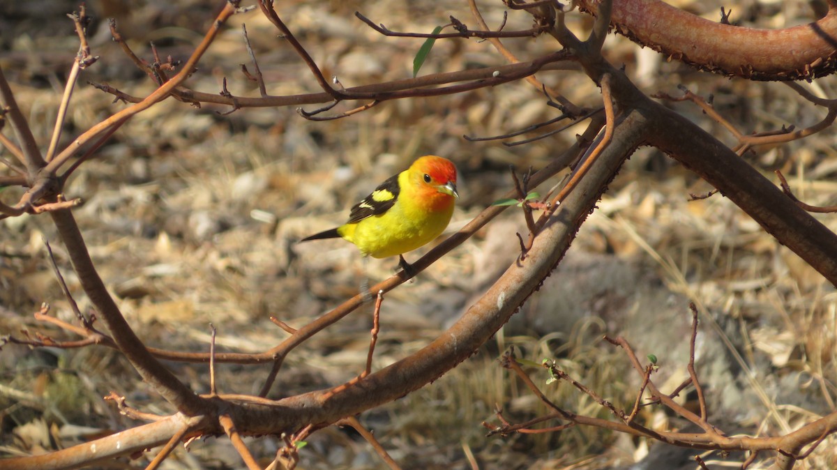 Piranga à tête rouge - ML620550868