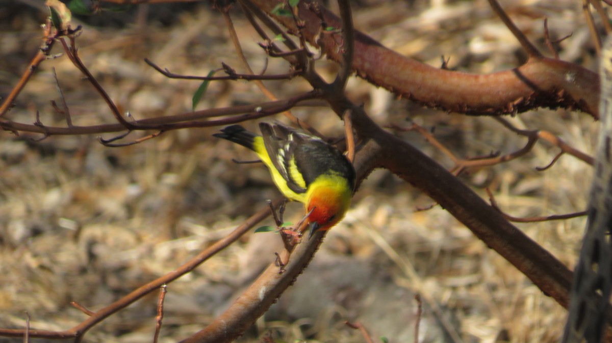 Piranga à tête rouge - ML620550870