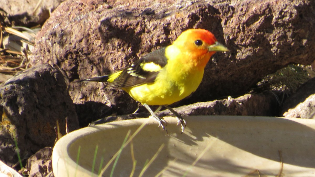 Western Tanager - ML620550871