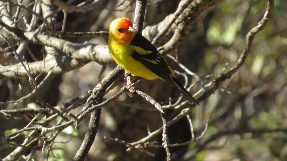 Piranga à tête rouge - ML620550873