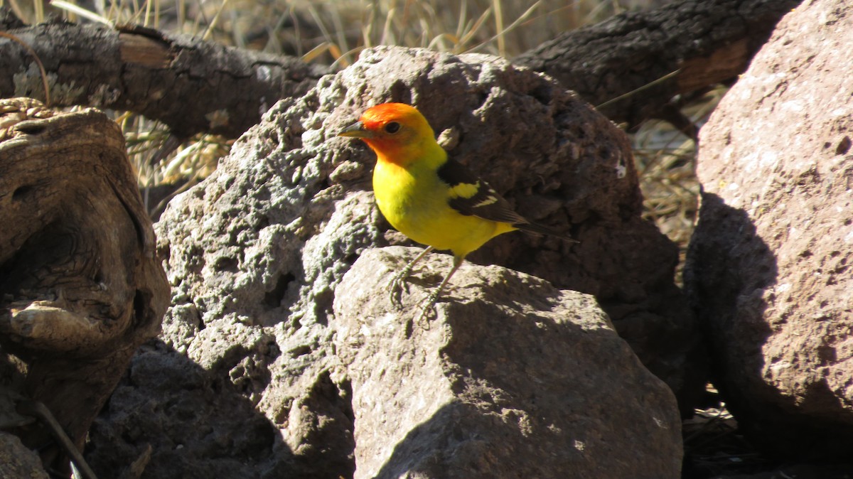 Western Tanager - James P.