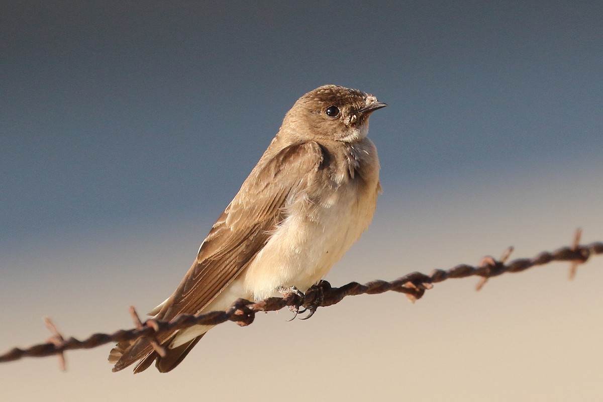 Northern Rough-winged Swallow - ML620550878