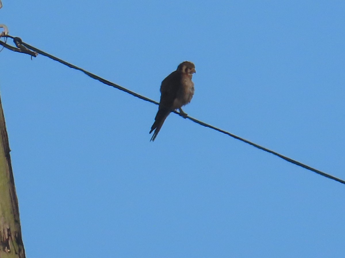 American Kestrel - ML620550887