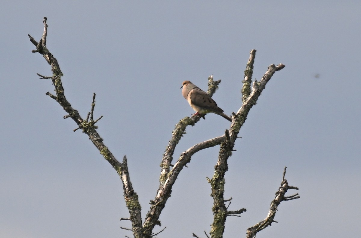 Mourning Dove - ML620550891