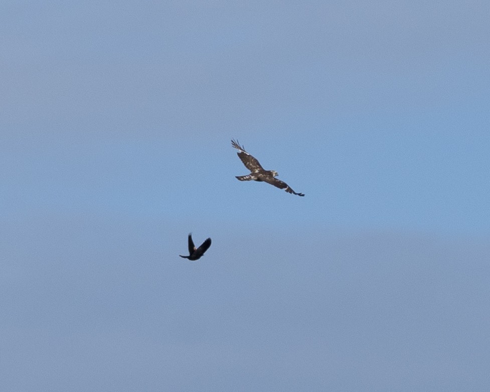 Red-shouldered Hawk - ML620550898