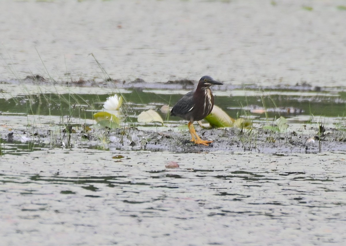 Green Heron - ML620550903