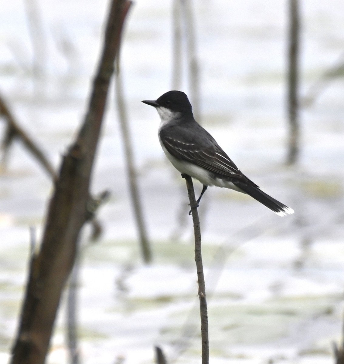 Schieferrücken-Königstyrann - ML620550906