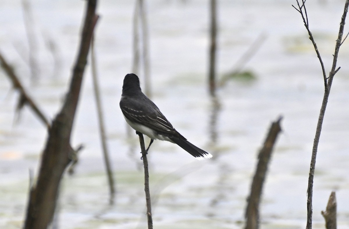 Schieferrücken-Königstyrann - ML620550907