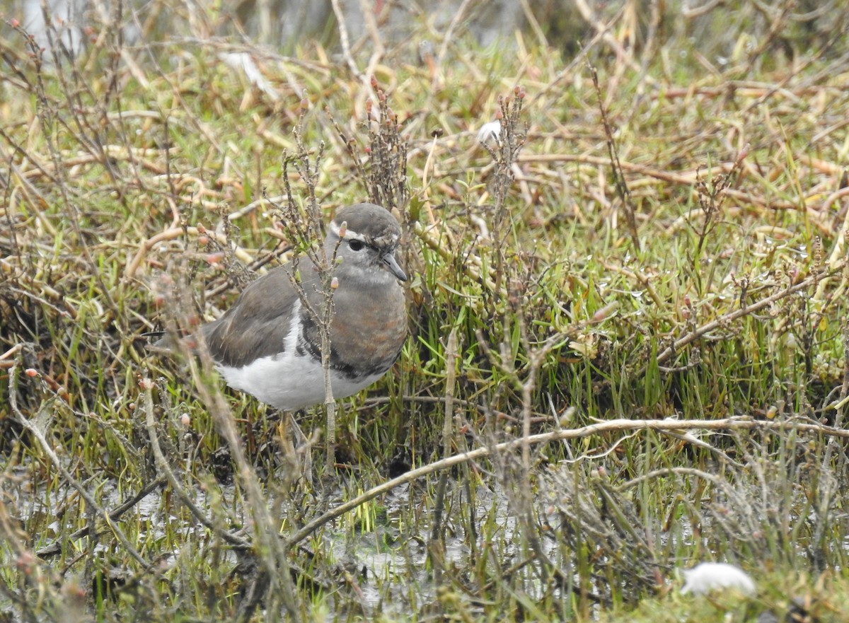 Rufous-chested Dotterel - ML620550914