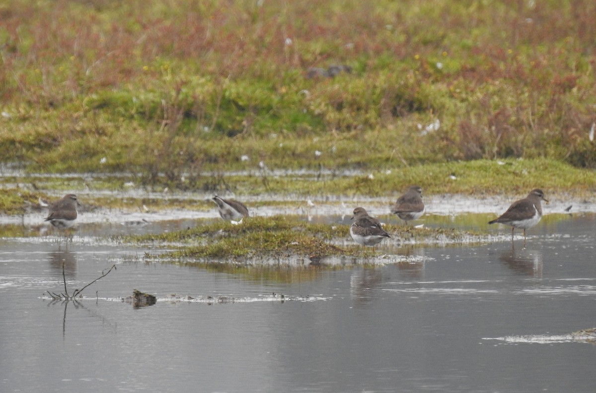 Rotbrust-Regenpfeifer - ML620550915