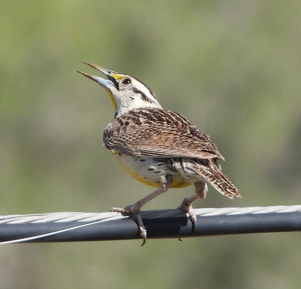 Chihuahuan Meadowlark - ML620550916