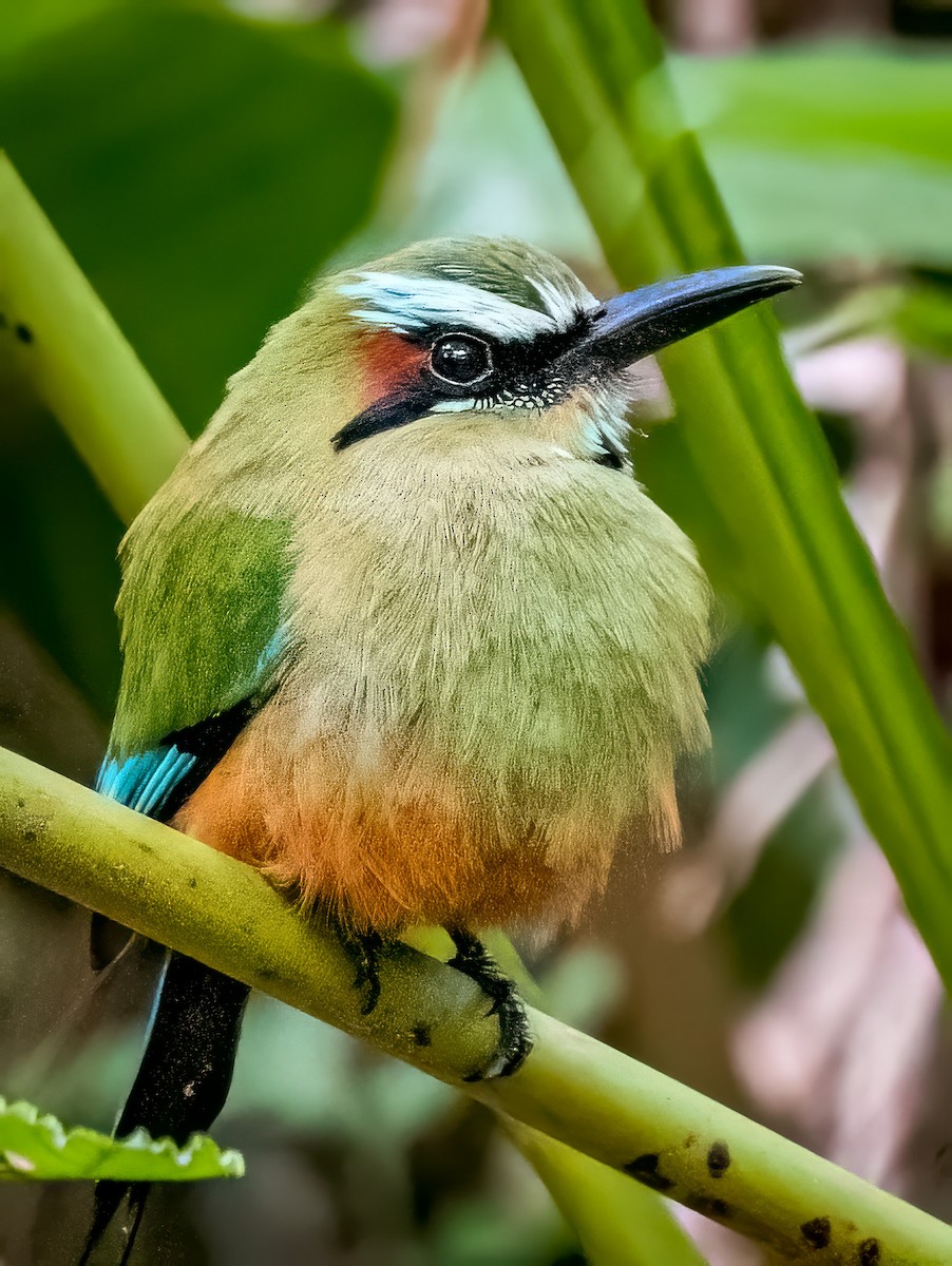 Turquoise-browed Motmot - ML620550922