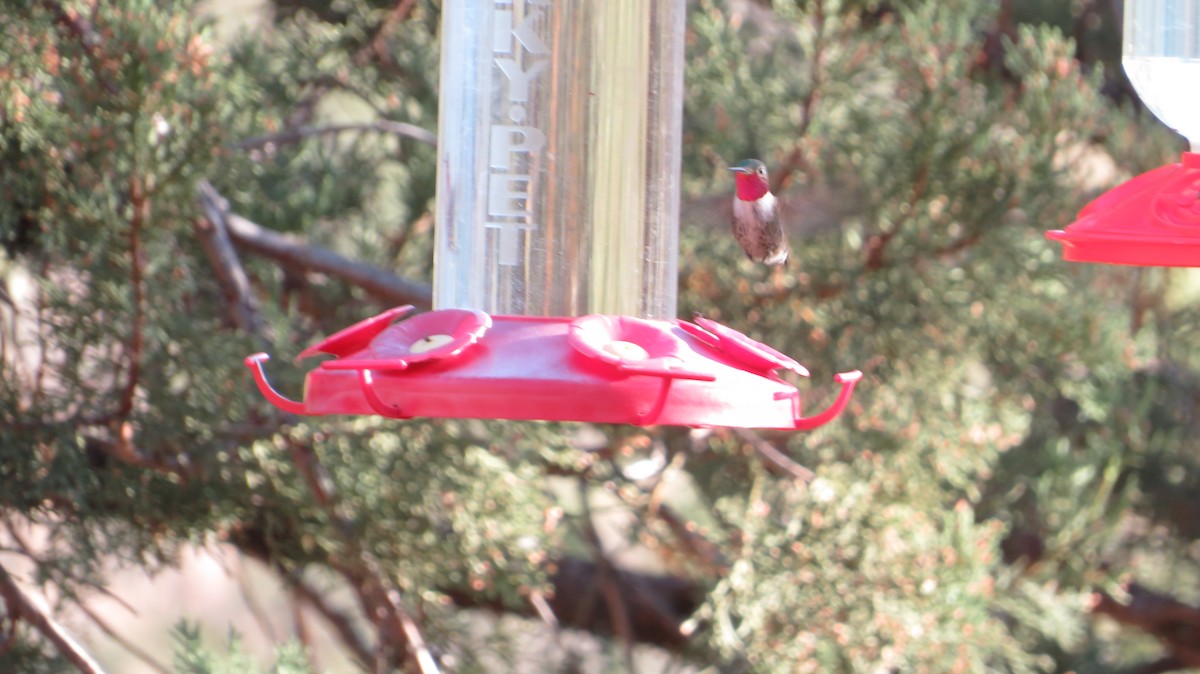 Broad-tailed Hummingbird - ML620550923