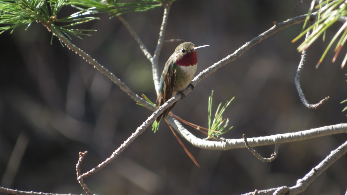 Broad-tailed Hummingbird - ML620550925