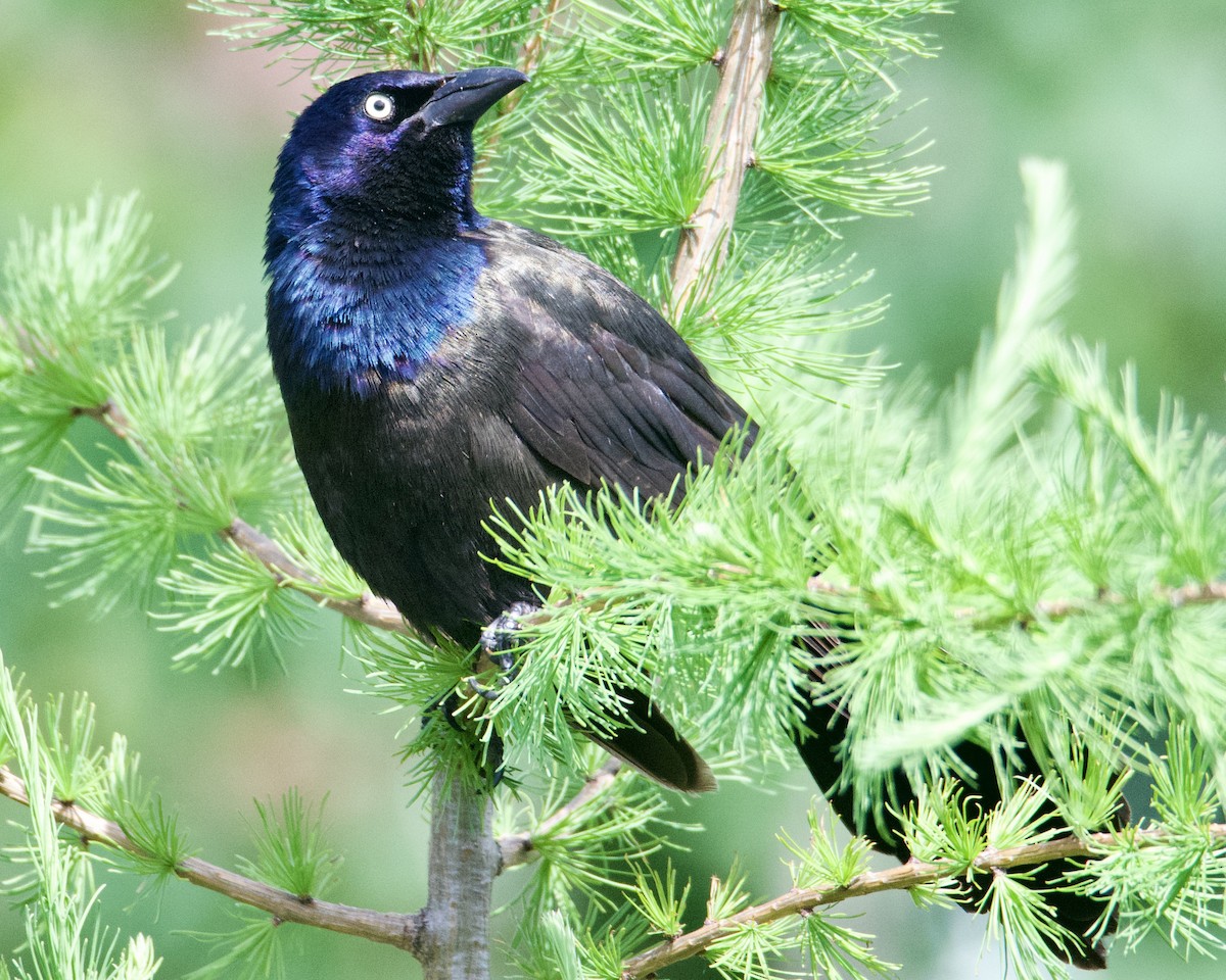 Common Grackle - ML620550927