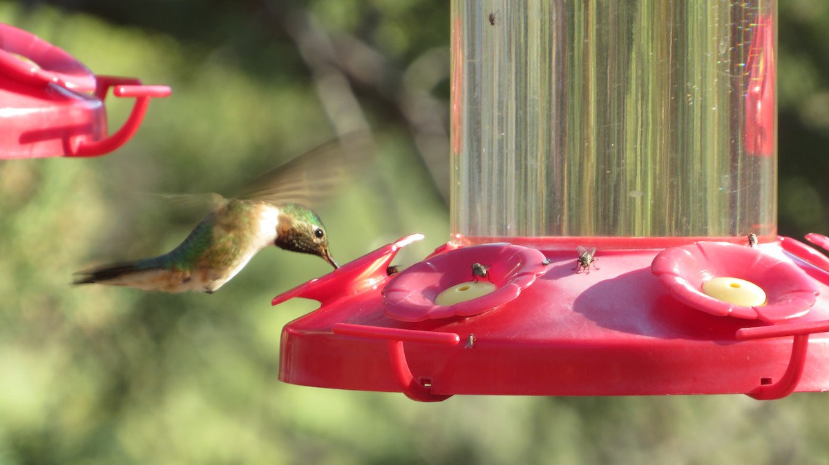 Broad-tailed Hummingbird - ML620550929