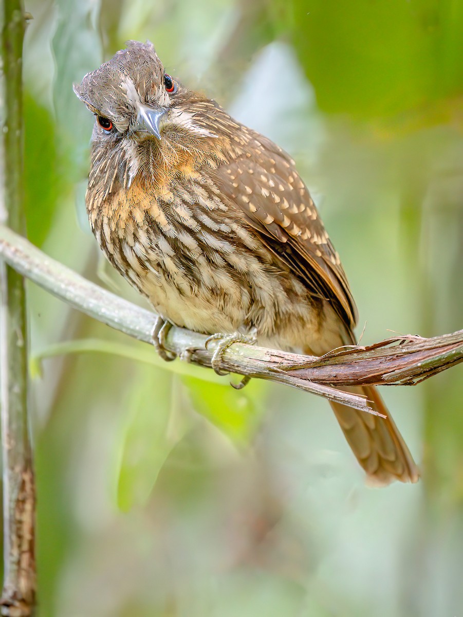 White-whiskered Puffbird - ML620550930