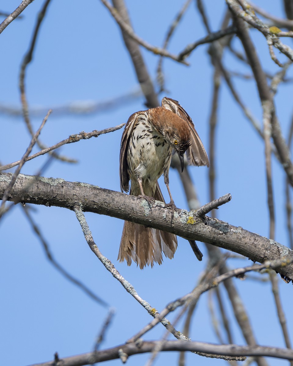 Brown Thrasher - ML620550932