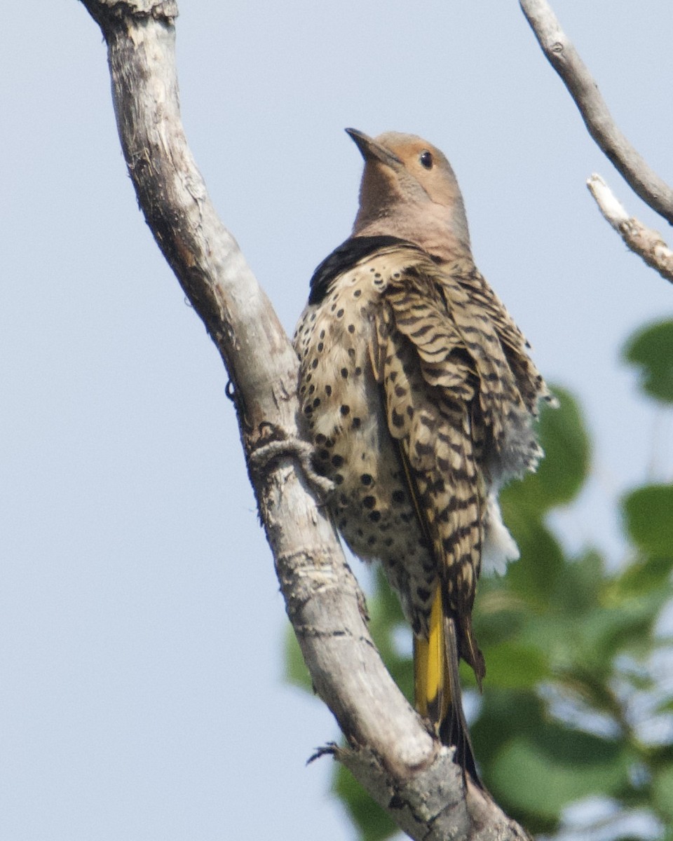 Northern Flicker - ML620550934