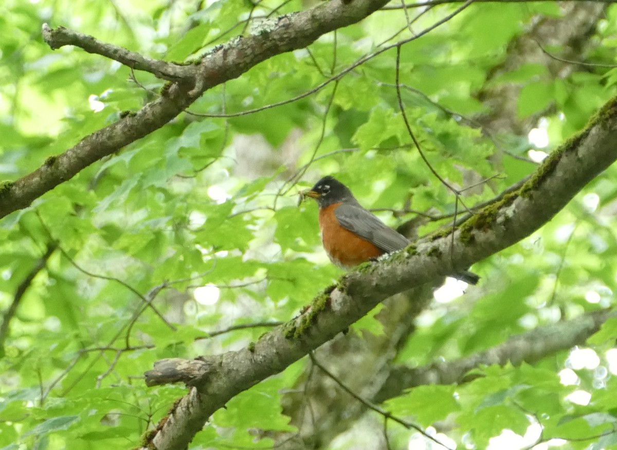 American Robin - ML620550935