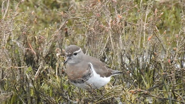 Rufous-chested Dotterel - ML620550937