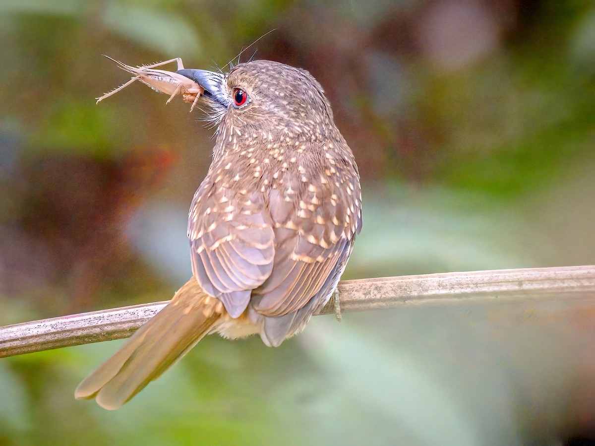 White-whiskered Puffbird - ML620550938