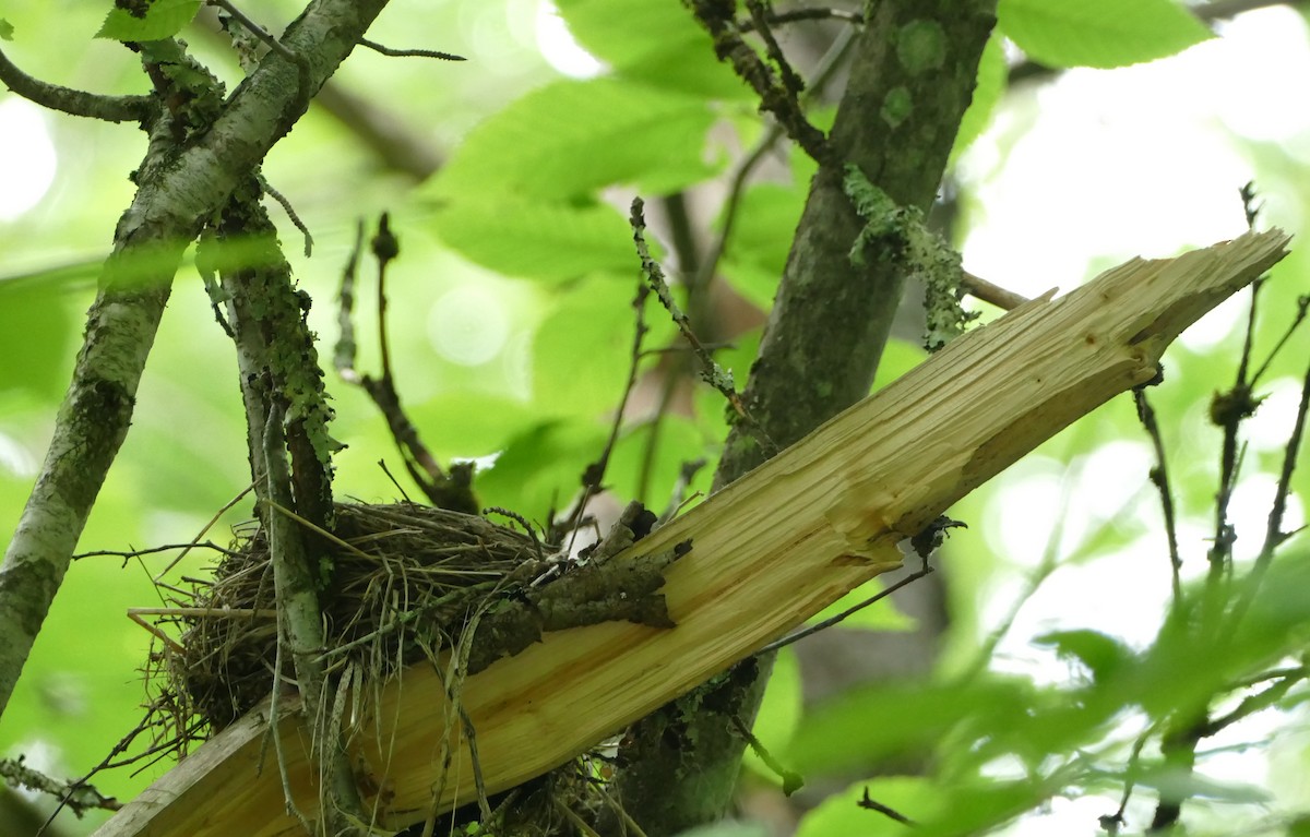 American Robin - ML620550942