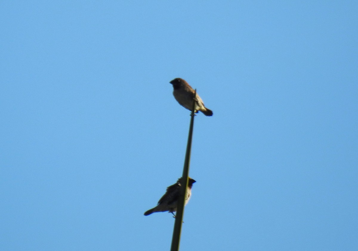 Scaly-breasted Munia - ML620550943