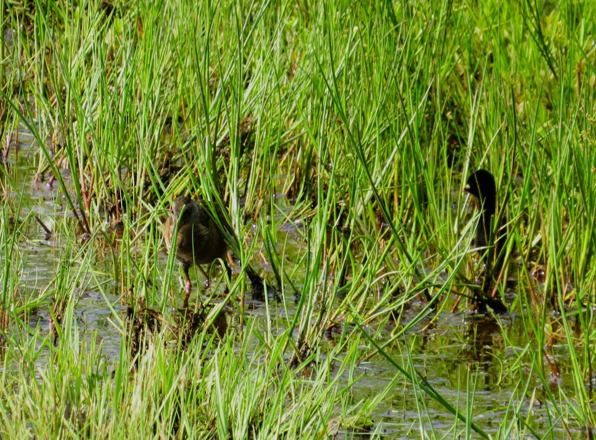 Virginia Rail - ML620550973