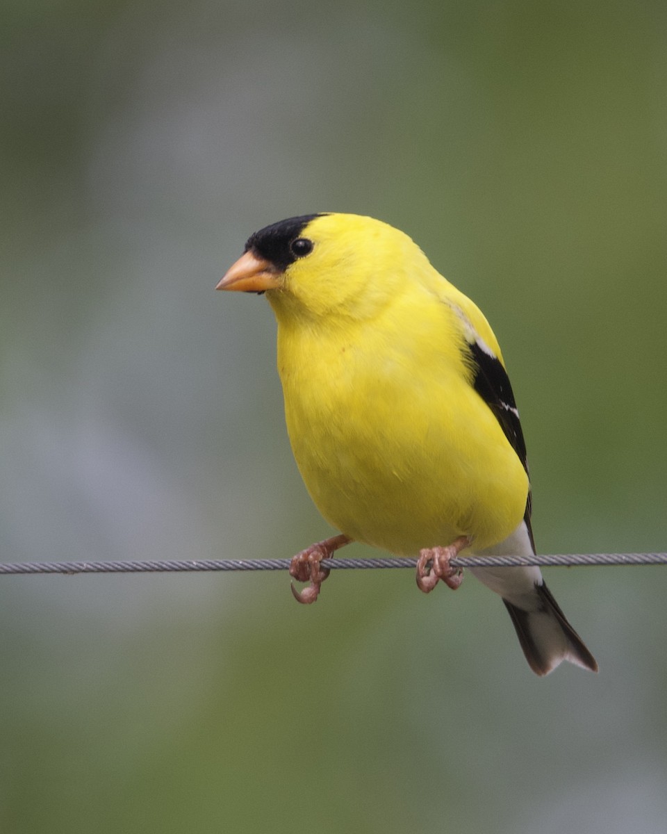 American Goldfinch - ML620550976