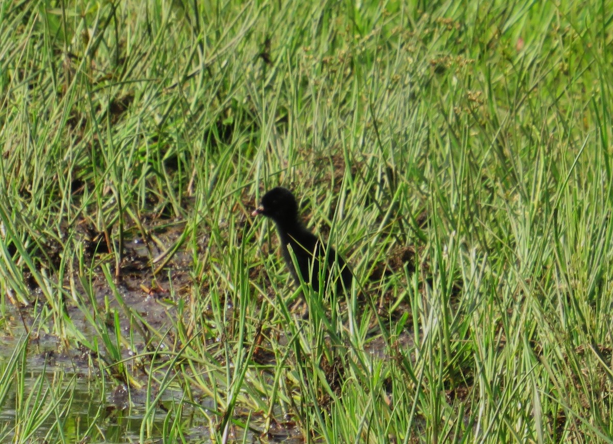 Virginia Rail - ML620550981