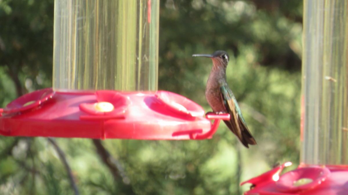 kolibřík skvostný - ML620550982