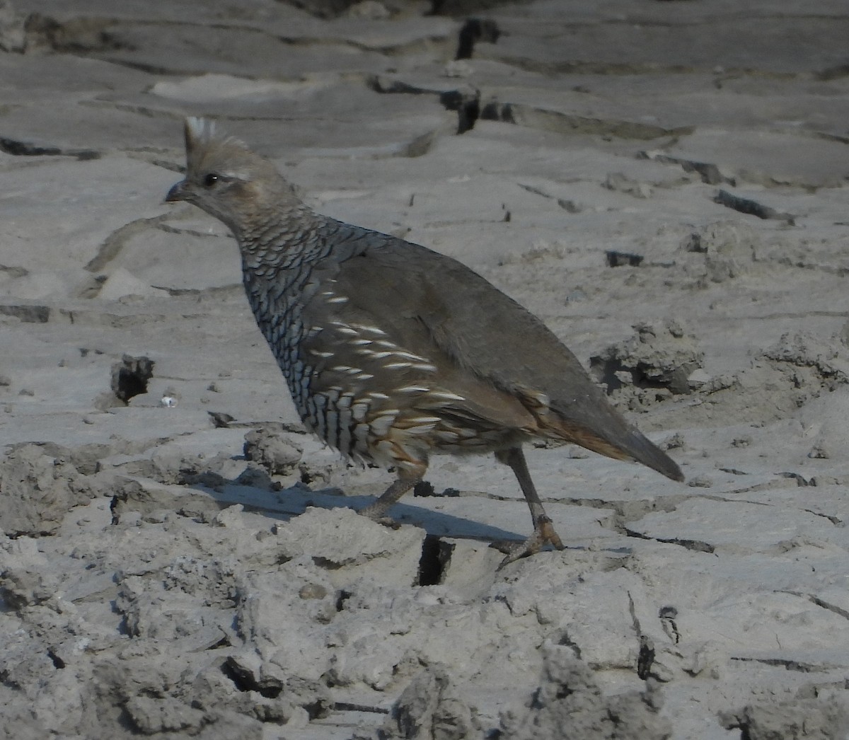 Scaled Quail - ML620550984