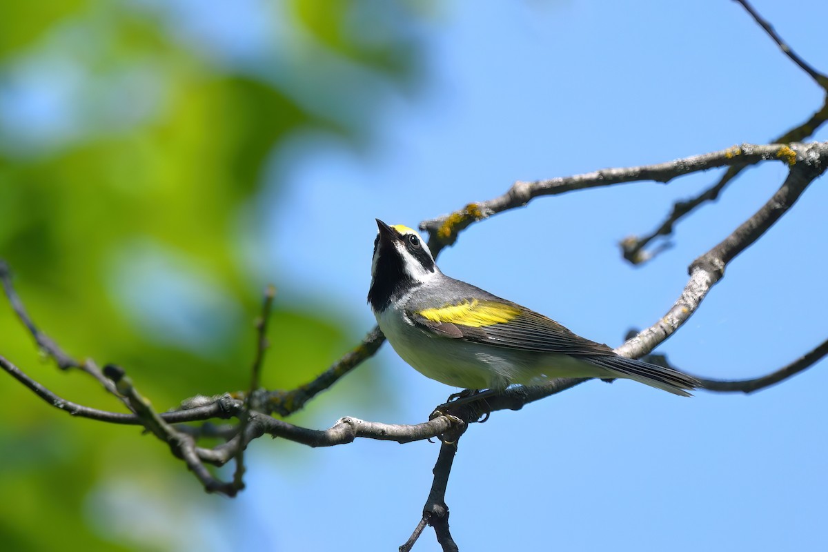 Golden-winged Warbler - ML620550988