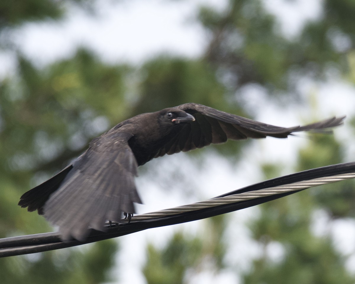 American Crow - ML620550991