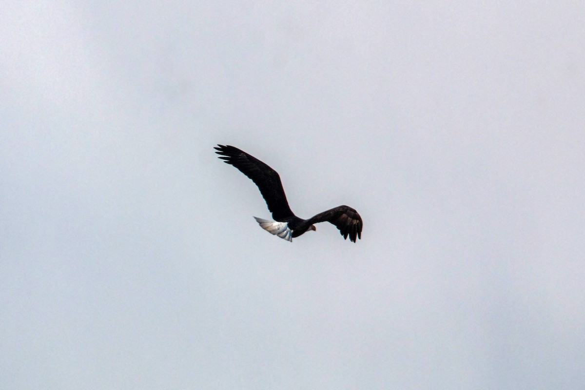 Bald Eagle - ML620550993