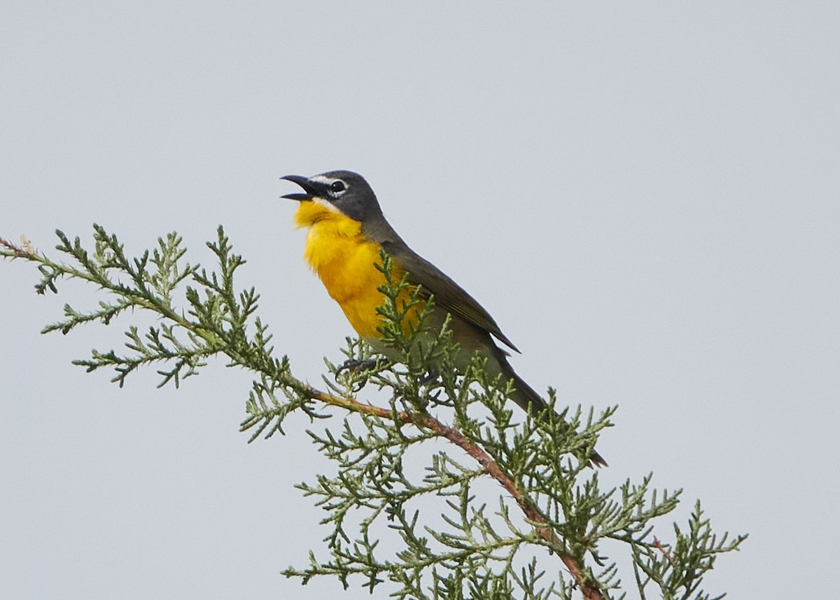 Yellow-breasted Chat - ML620550994