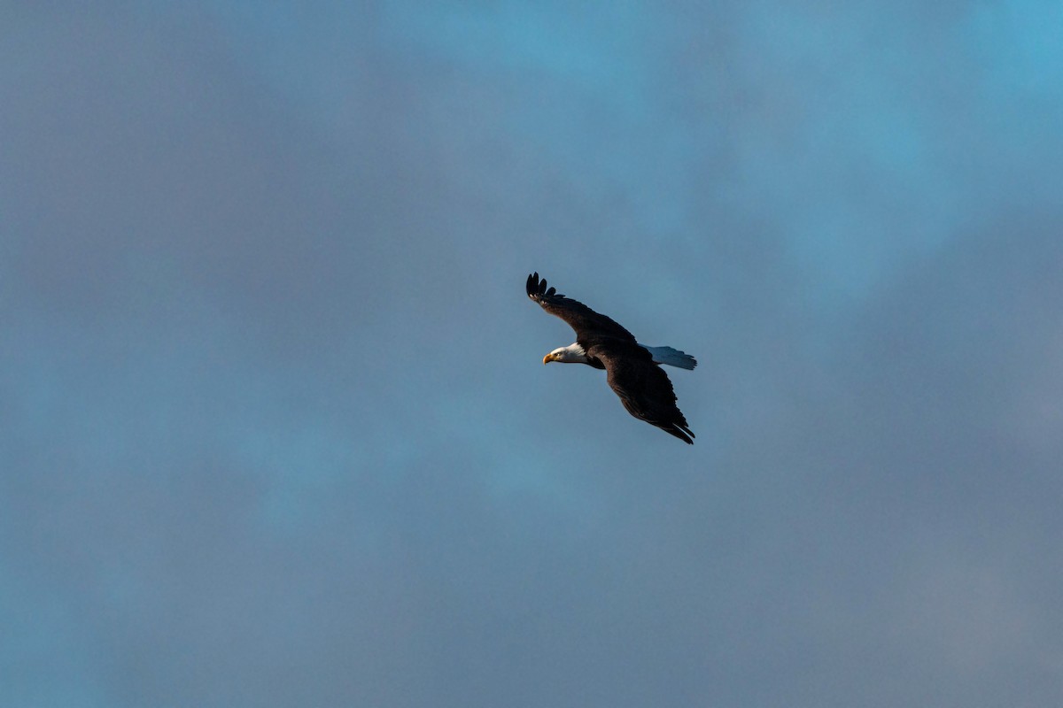 Bald Eagle - ML620551001