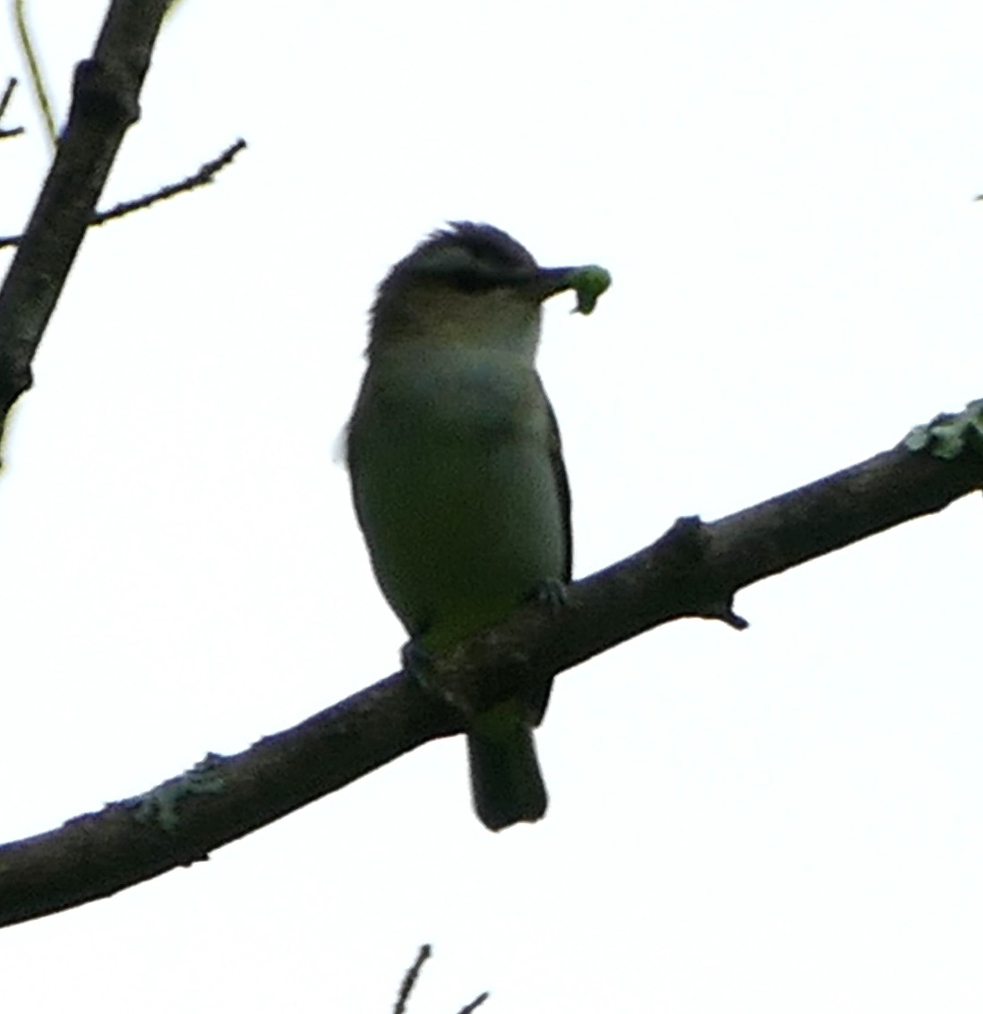 Red-eyed Vireo - ML620551009