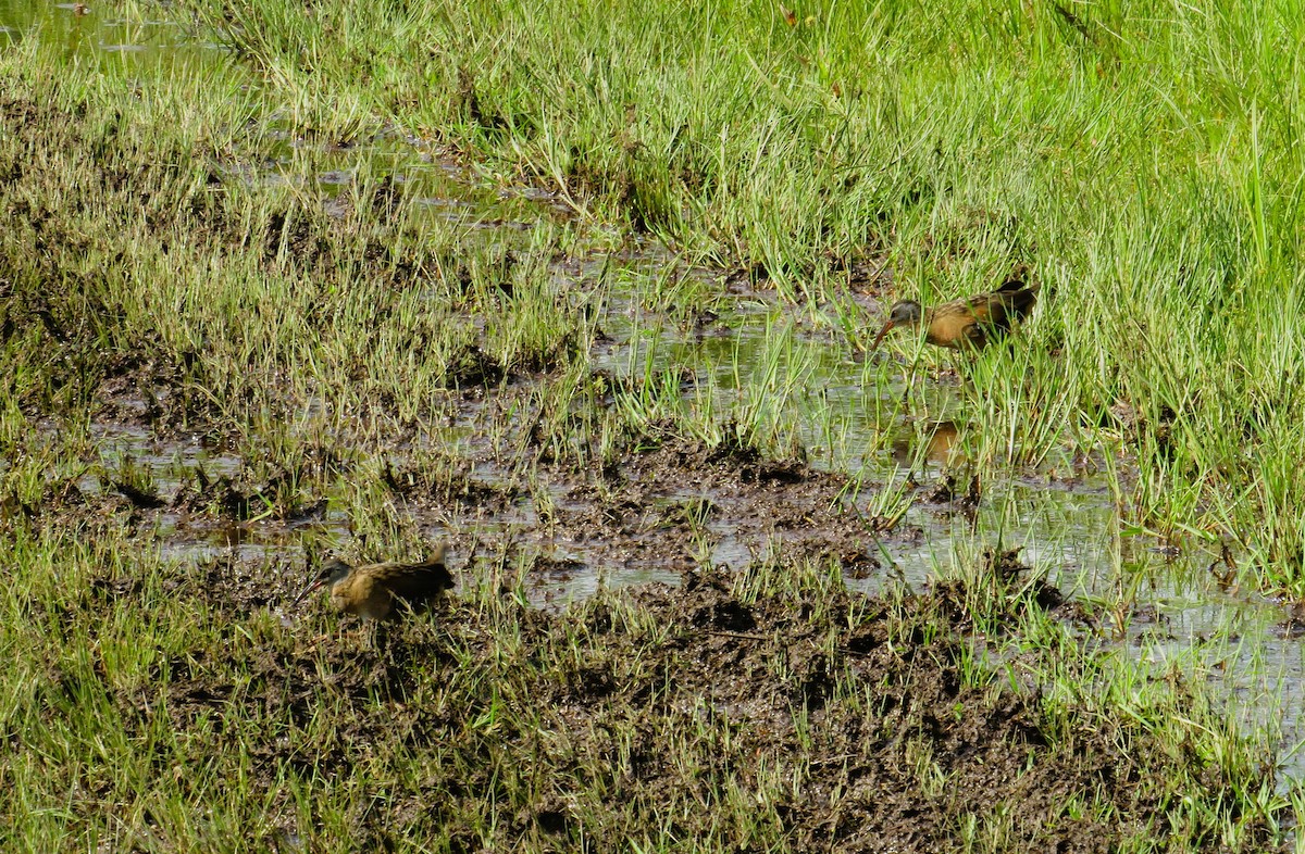 Virginia Rail - John Haas