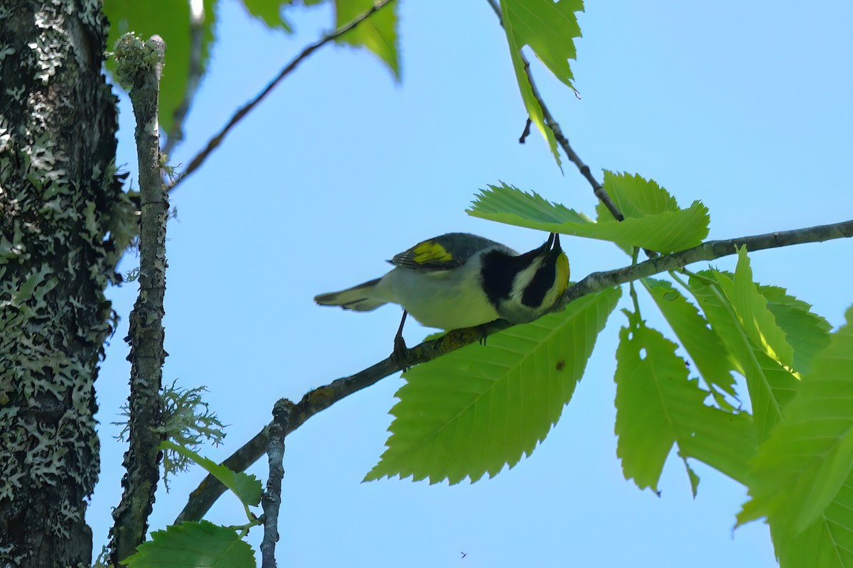 Golden-winged Warbler - ML620551017