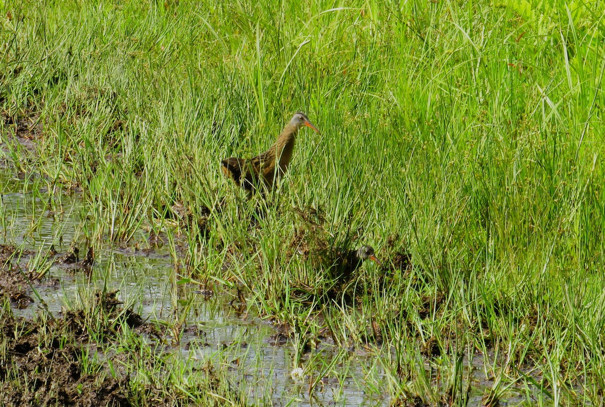 Virginia Rail - ML620551024