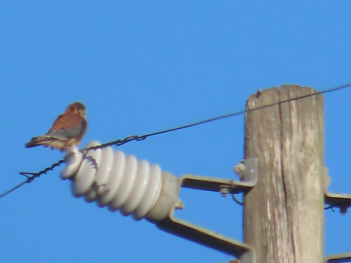 American Kestrel - ML620551025