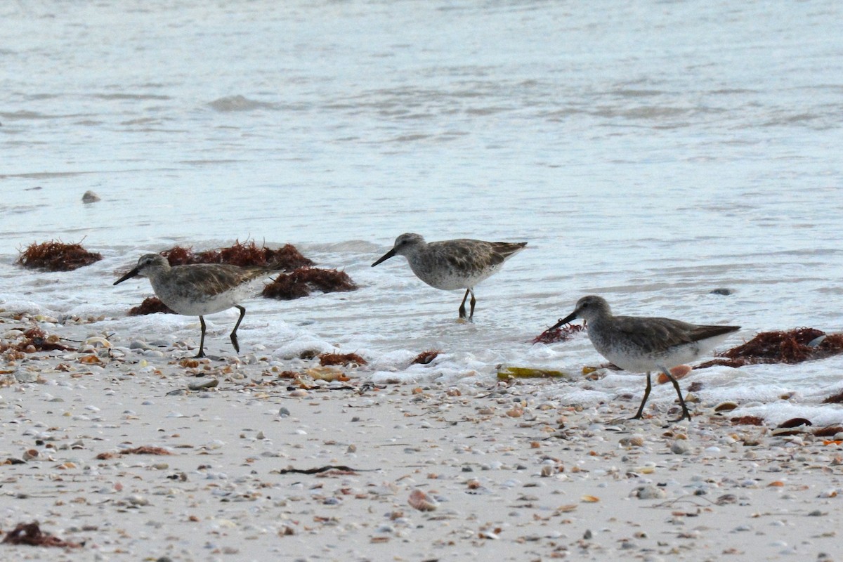 Red Knot - ML620551028