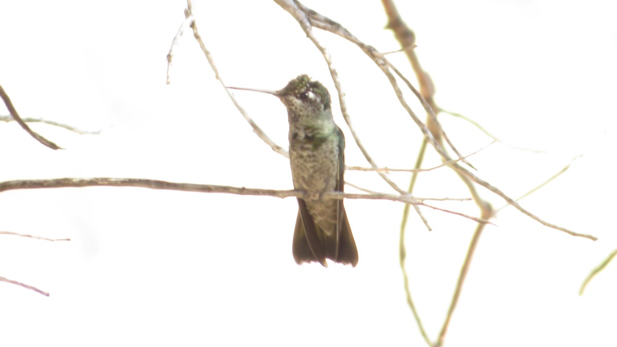 kolibřík skvostný - ML620551046
